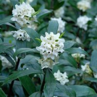 The Hydrangea 'Tea Time™ White' in a 7" pot captivates with its clusters of small white blossoms, beautifully accentuated by lush dark green leaves.