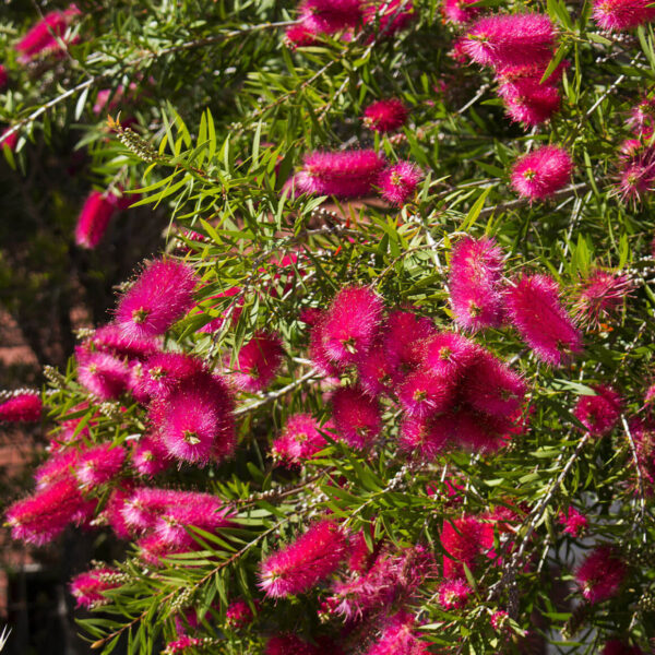 Callistemon 'Carnival Cerise Pink' in a 6" pot, showcasing abundant cerise pink, brush-like blooms and slender green leaves.