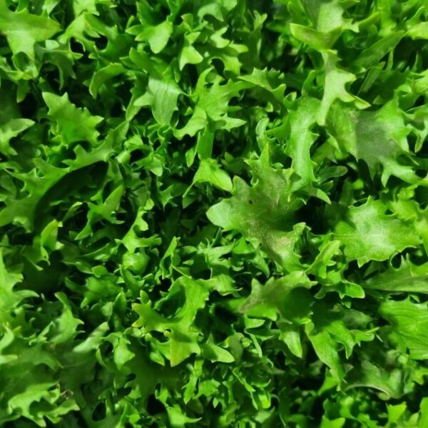 Hello Hello Plants Campbelfield Melbourne Victoria Australia Cichorium endivia Endive