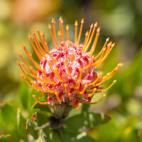 Close-up of Leucospermum "Tango" flower.