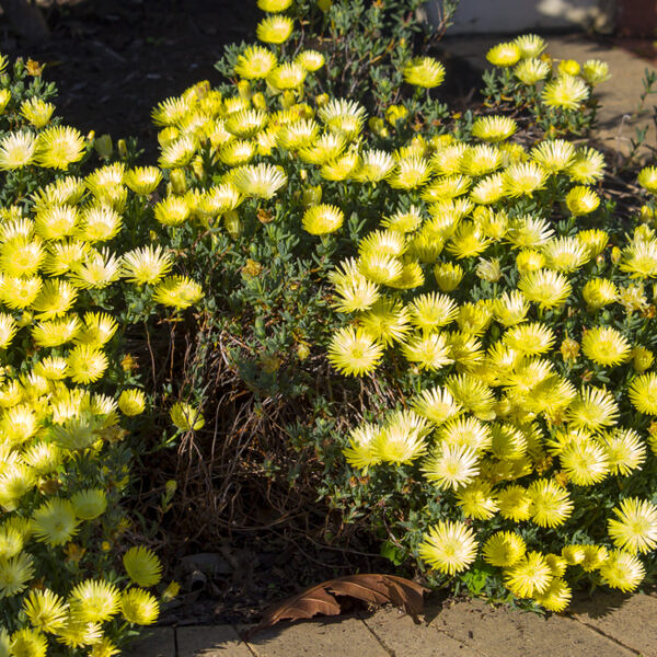 A dense cluster of Mesembryanthemum Pig Face 'Lemon' in a 15cm pot displays small yellow and white daisy-like blooms beside a sunlit paved footpath.