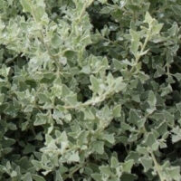 Close-up of dense, silvery-green Rhagodia 'Aussie Flat Bush™' Salt Bush in a 6" pot, featuring triangular leaves and small water droplets.