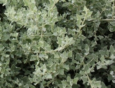 Close-up of dense, silvery-green Rhagodia 'Aussie Flat Bush™' Salt Bush in a 6" pot, featuring triangular leaves and small water droplets.