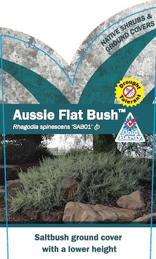 Rhagodia 'Aussie Flat Bush™' Salt Bush 6" Pot - Image 2