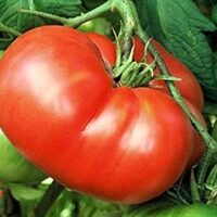 A ripe red Tomato 'Mortgage Lifter' grows among lush leaves and a green tomato, perfect for thriving in your garden or in the included 4" pot.