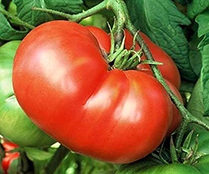 A ripe red Tomato 'Mortgage Lifter' grows among lush leaves and a green tomato, perfect for thriving in your garden or in the included 4" pot.