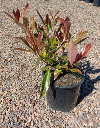 Viburnum 'Coppertop™' 6" Pot - Image 2