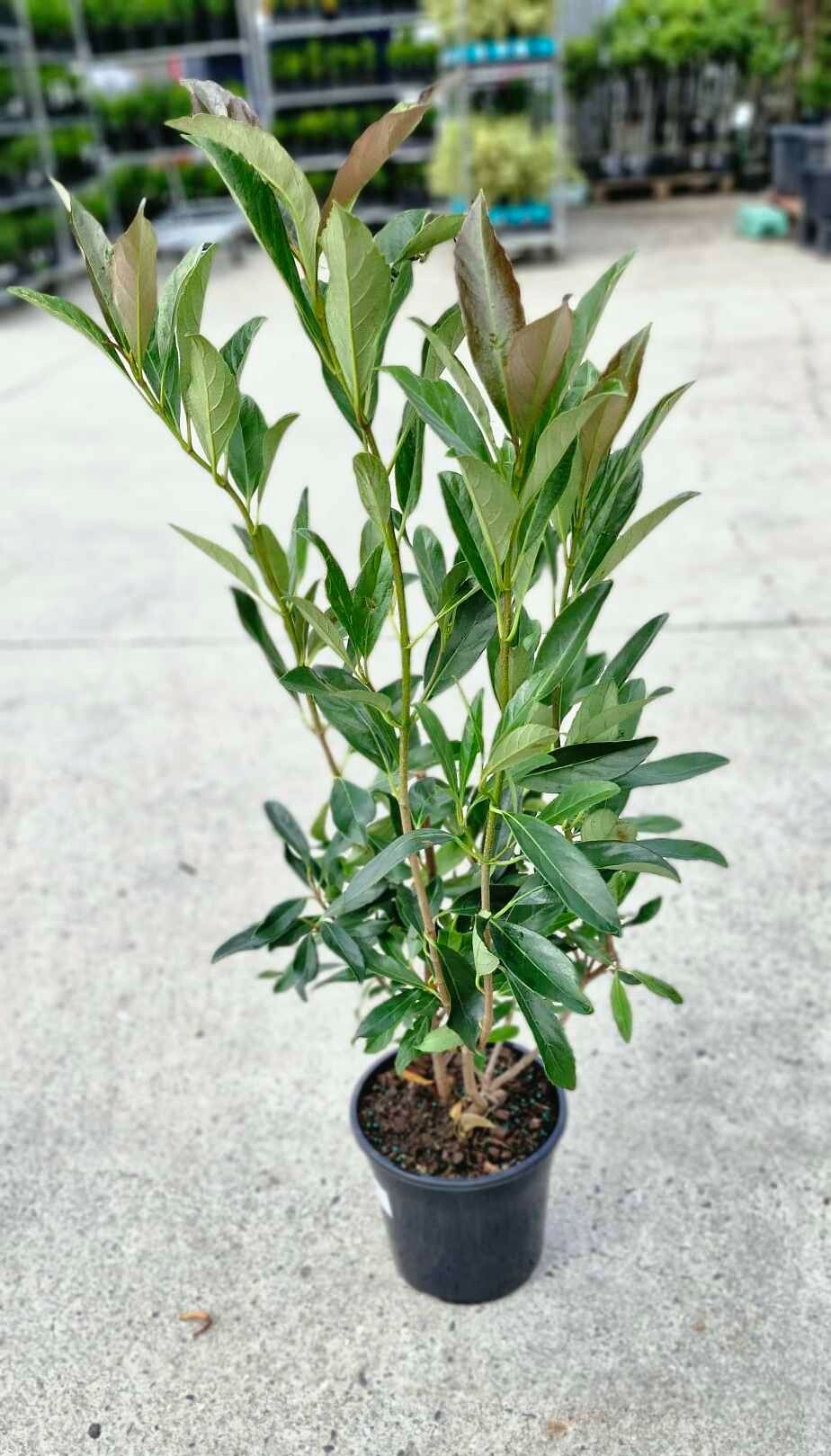 A Viburnum 'Coppertop™' 8" Pot, with its green leaves subtly catching the light, is elegantly displayed outdoors on a concrete surface.