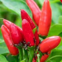 The Capsicum 'Thai Hot' Chilli Pepper 4" Pot features ripe, vibrant peppers growing among lush green leaves—perfect for adding spicy flavor and heat to your garden.