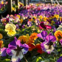 Close-up of the Pansy 4" Pot at a garden centre, with sunlight highlighting its vibrant purple, yellow, and orange blooms.