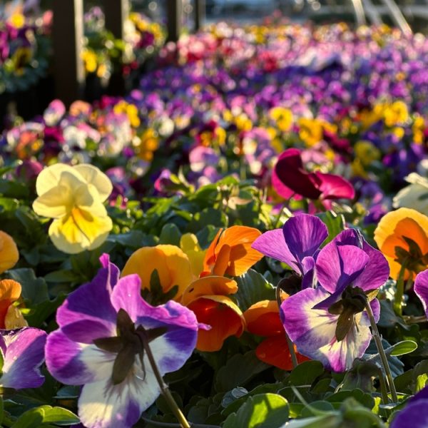 Close-up of the Pansy 4" Pot at a garden centre, with sunlight highlighting its vibrant purple, yellow, and orange blooms.