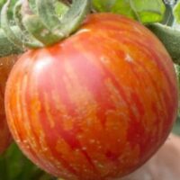 Close-up of Tomato 'Tigarella' in a 4" pot, showing its ripe fruit with red and orange streaks on the skin, attached to a green stem surrounded by leaves—a vibrant choice for your tomato plant collection.