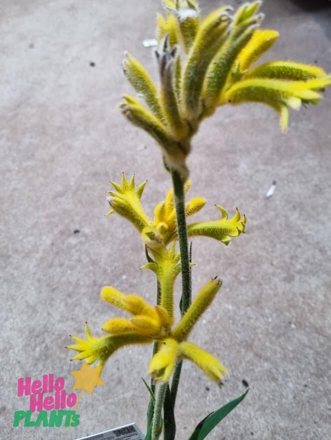 Anigozanthos 'Landscape Gold' Kangaroo Paw 6" Pot - Image 3