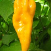 A ripe Capsicum 'Devil's Tongue' Chilli Pepper grows from a green plant in a 4" pot, nestled among its leaves.