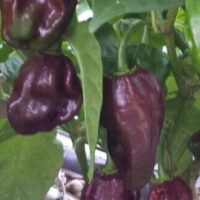 Capsicum 'Habanero Brown' Chilli in a 4" pot features dark brown, wrinkled peppers growing on a lush green plant.