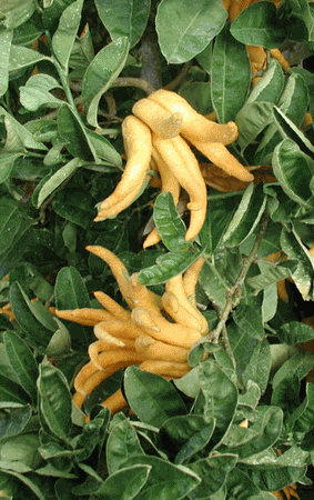 Citrus 'Buddha's Hand' in a 10" pot features yellow, finger-like fruits growing among lush green leaves.