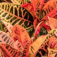 Close-up of vibrant orange and yellow variegated leaves with dark veins on a Codiaeum 'Croton Petra' in a 5" pot, showcasing its dense, colorful foliage.
