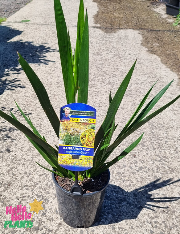 Anigozanthos 'Landscape Gold' Kangaroo Paw 6" Pot - Image 2