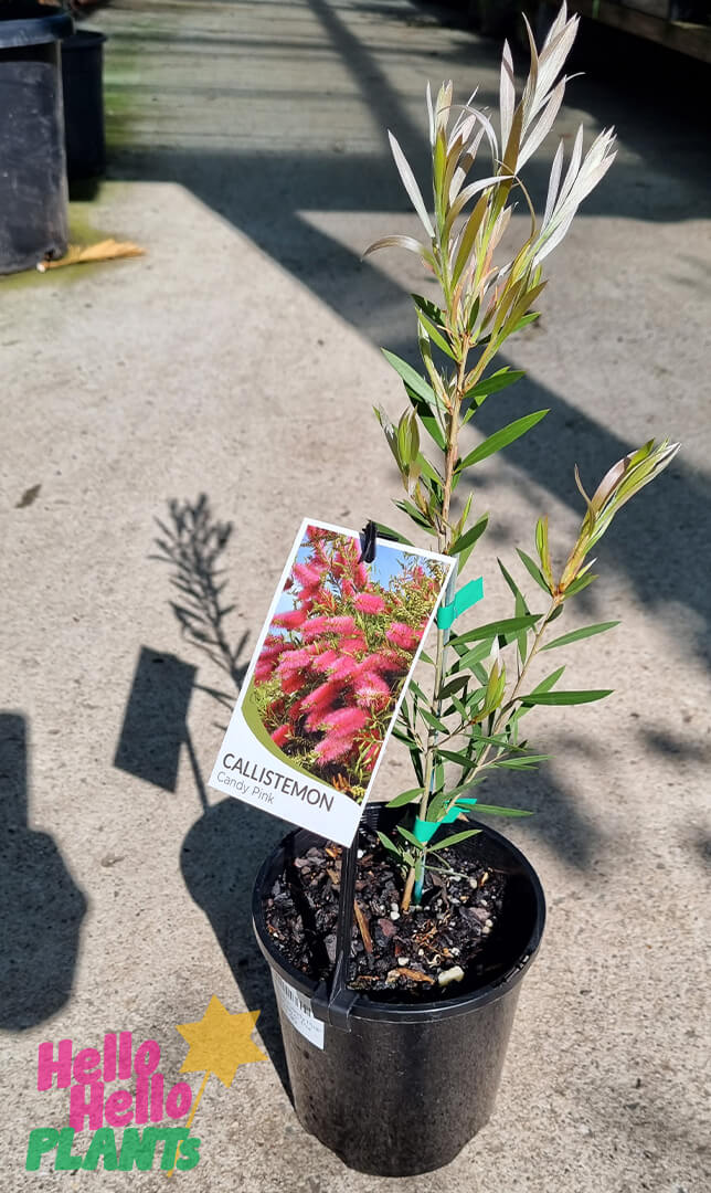 Hello Hello Plants Callistemon ‘Candy Pink’ 6″ Pot