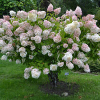 Hydrangea 'Pee Gee'