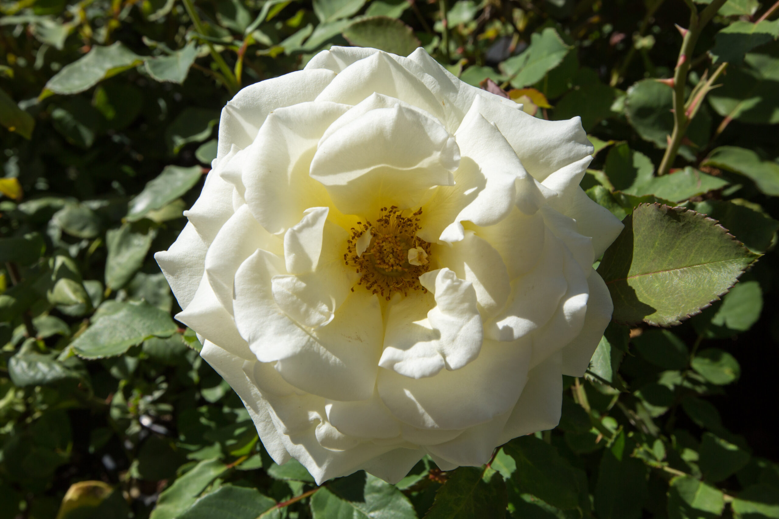 Rose 'Iceberg' 2ft Standard - Image 3