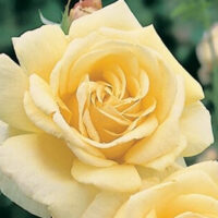 A close-up of the Rose 'Diamond Jubilee' 3ft Standard in full bloom, featuring pale yellow, soft layered petals set against a blurred green background.