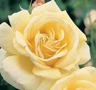 A close-up of the Rose 'Diamond Jubilee' 3ft Standard in full bloom, featuring pale yellow, soft layered petals set against a blurred green background.