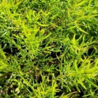 Acacia cognata Micro Matt PBR
