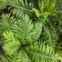 The Blechnum 'Silver Lady/Dwarf Tree Fern' in a 15cm pot features elegant green fronds with diverse shades and patterns, making it perfect for display in any setting.