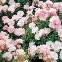 A dense cluster of Rose 'Bonica x White Iceberg' 3ft Standard in full bloom, light pink flowers surrounded by green leaves.