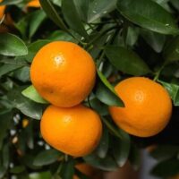Citrus Mandarin 'Clementine'