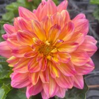 Dahlia Lubega® Power 'Tropical Punch' 6" Pot