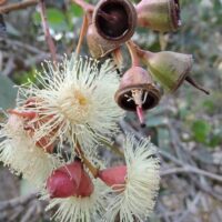 Eucalyptus cosmophylla 'Cup Gum'