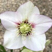 Close-up of Helleborus 'White' Hellebore bloom with five light purple-edged petals and yellow stamens, blurred background. Perfect for display in a 6" pot.