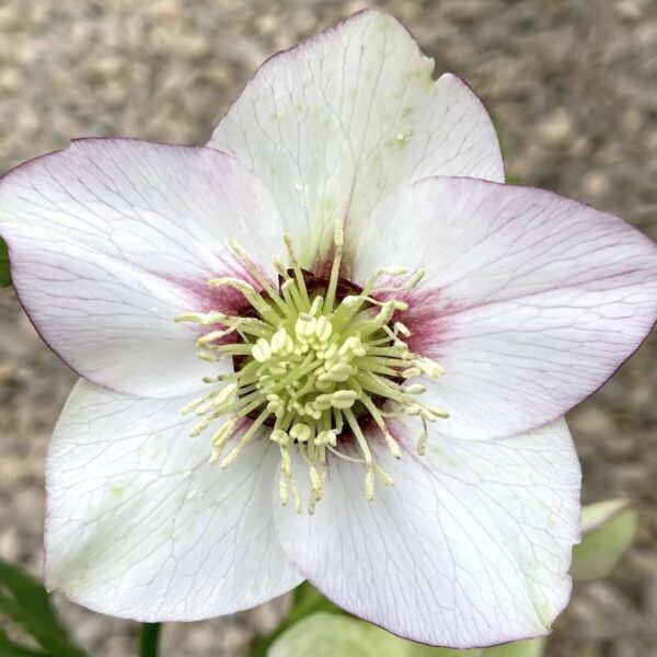Close-up of Helleborus 'White' Hellebore bloom with five light purple-edged petals and yellow stamens, blurred background. Perfect for display in a 6" pot.