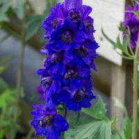 A close-up of Delphinium 'Magic Dark Blue' flowers and green leaves in a 4" pot, set against a blurred garden background—perfect for adding vibrant color to your space.