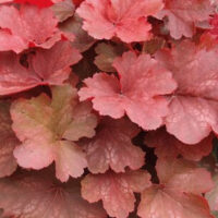 A cluster of Heuchera 'Cherry Cola' Coral Bells in a 6" pot features vibrant pink, red, and green leaves that echo the striking hues this popular variety is known for.