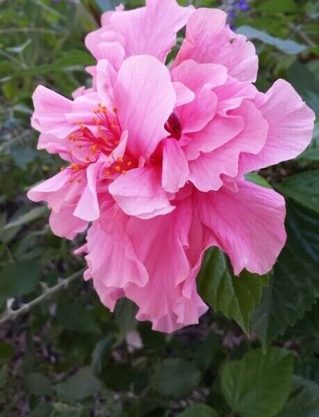 Close-up of Hibiscus 'Mrs George Davis' in a 6" pot, featuring pink ruffled petals, prominent stamens, and green leaves against a blurred background.