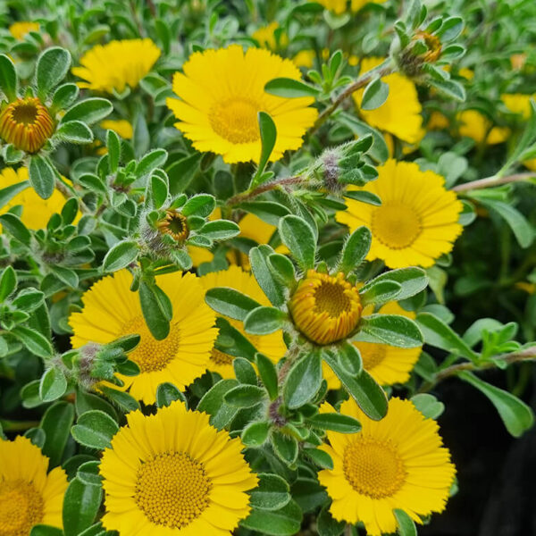 Pallenis 'Mediterranean Beach Daisy' flower