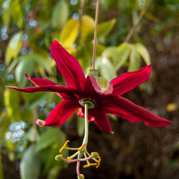 A close-up of Passionfruit 'Red Banana' showcases its dark red, elongated petals and lush green leaves—ideal for growing in a 5" pot.