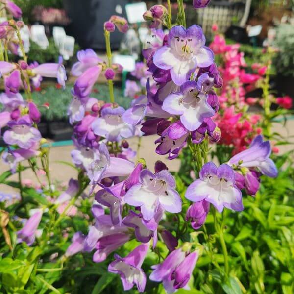 Penstemon 'Alice Hindley'