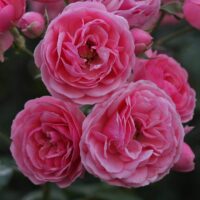 Close-up of Rose 'Pomponella®' 3ft Standard, showcasing three fully bloomed pink roses and several rosebuds set against lush green foliage in the background.