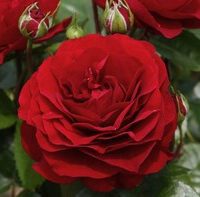 Close-up of a beautiful Rose 'Bordeaux' PBR 3ft Standard in full bloom, framed by lush green leaves and rosebuds.