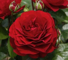 Close-up of a beautiful Rose 'Bordeaux' PBR 3ft Standard in full bloom, framed by lush green leaves and rosebuds.