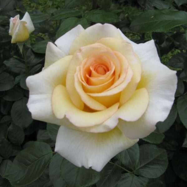 The Rose 'Isn't She Lovely' 3ft Standard features pale yellow and white blooms in full display, accented by green leaves and a rosebud in the background.