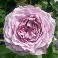 Close-up of Rose 'Novalis' PBR 3ft Standard with soft purple, layered petals and green foliage. Perfect for 3ft Standard displays and PBR collections.