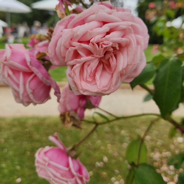 rosa blossom time pink rose floribunda