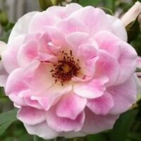 A close-up of Rose 'Blushing Pink Iceberg' 3ft Standard in full bloom reveals layered pink petals and a yellow center with visible stamens, set against blurred green foliage that highlights this elegant rose variety.