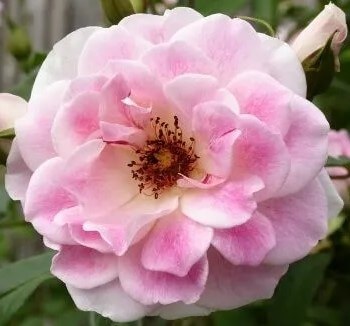 A close-up of Rose 'Blushing Pink Iceberg' 3ft Standard in full bloom reveals layered pink petals and a yellow center with visible stamens, set against blurred green foliage that highlights this elegant rose variety.