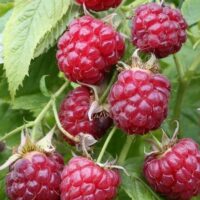 Close-up of ripe red Rubus 'Autumn Bliss' Raspberry fruit growing on the bush in a 6" pot, surrounded by lush green leaves.
